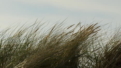 Tall-beach-grass-swaying-gently-in-the-coastal-breeze-under-a-cloudy-sky