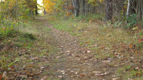 Mit-Blättern-übersäter-Weg,-Der-Sich-Durch-Herbstliche-Wälder-Schlängelt