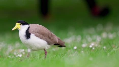 Masked-lapwing-runs-away-as-person-walks-by-in-a-local-park-in-slow-motion-with-bokeh-background
