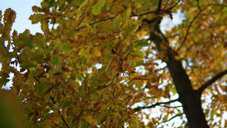 Golden-sunlight-filters-through-oak-leaves-in-fall---close-up-and-sky