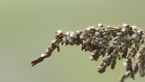 Detailed-close-up-of-dry-grass-in-autumn-light