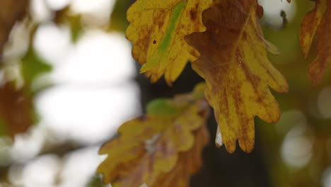 Yellow-And-Brown-Leaves-On-A-Tree-In-Autumn-Forest---Close-Up