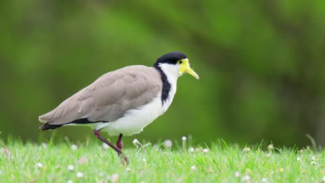 Masked-Lapwing-stands-motionless-on-grass-before-moving-to-try-and-catch-a-bug-in-slow-motion