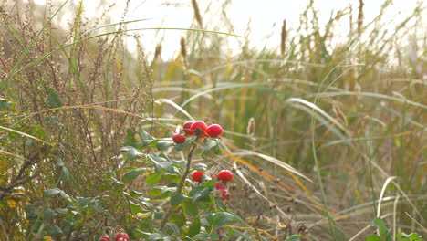 Leuchtend-Rote-Beeren-Auf-Grünem-Laub-Heben-Sich-Von-Den-Gedämpften-Farbtönen-Der-Wilden-Strandvegetation-Ab