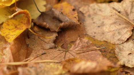 Detailed-close-up-of-a-mix-of-autumn-leaves-on-the-ground