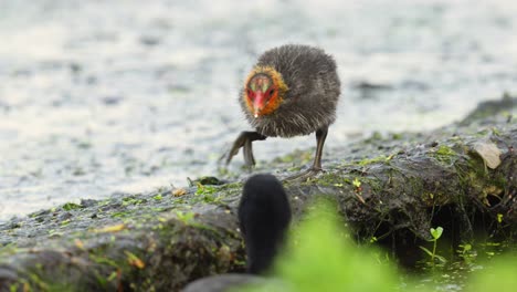 Cute-baby-coot-bird-gets-fed-by-parent-in-slow-motion