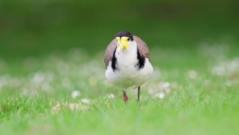 Masked-lapwing-walks-toward-camera-then-stops-in-slow-motion-with-bokeh-baground