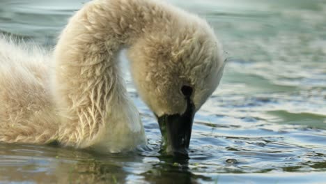 Close-up-of-the-head-of-a-baby-swan-feeding-on-water-plants-in-slow-motion
