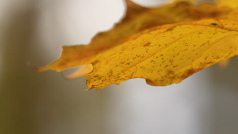 Herbstblätter-Im-Gegenlicht-Der-Warmen-Nachmittagssonne