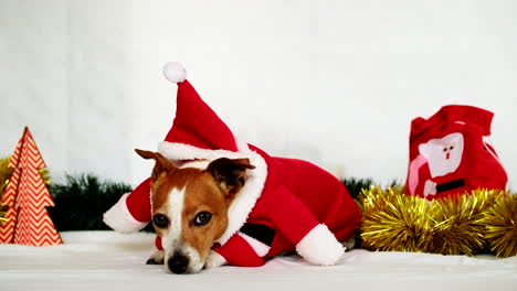 Cute-Jack-Russell-puppy-in-festive-Santa-suit-lies-among-Christmas-decorations