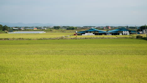Malerische-Gelbe-Reisfelder-In-Gunsan,-Südkorea-–-Nach-Oben-Neigen