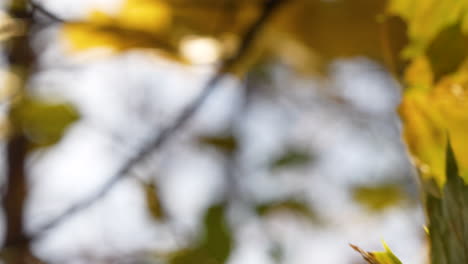 Baumblätter-In-Herbstfarben,-Bokeh-Hintergrund