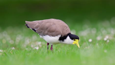 Masked-lapwing-stand-motionless-in-feeding-position-waiting-for-a-bug-to-move-then-walks-away-in-slow-motion