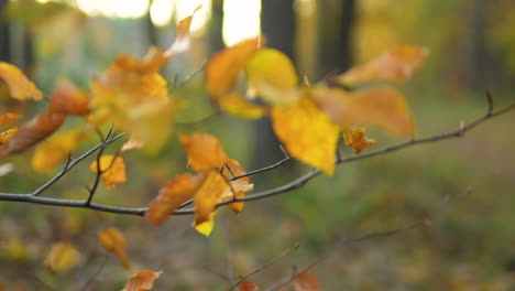 Sonnenbeschienene-Herbstblätter-Auf-Einem-Ast-Im-Wald