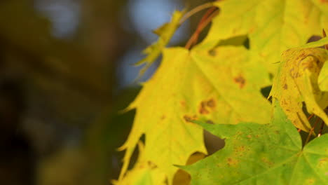 Yellow-Maple-Leaves-On-The-Tree-Swaying-With-The-Wind---Close-Up