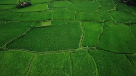 Luftaufnahme-über-Den-Wunderschönen-Reisfeldern-Im-Benawah-Kangin-Gebiet-Mit-Blick-Auf-Die-Grünen-Landwirtschaftlichen-Felder-Für-Den-Reisanbau-Und-Verschiedene-Bäume-Während-Einer-Aufregenden-Reise-Durch-Bali,-Indonesien