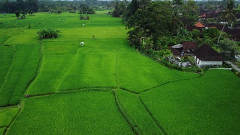 Toma-Aérea-Ascendente-Sobre-Los-Maravillosos-Arrozales-Históricos-En-La-Zona-De-Benawah-Kangin-Bali-Indonesia-Con-Vistas-A-Edificios,-Campos-Agrícolas-Y-Vegetación.