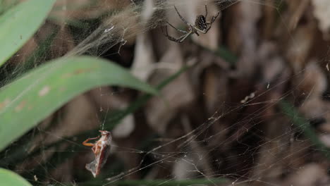 Close-up-of-the-Argiope-aurantia-spider-in-the-wild-while-catching-prey-in-its-web-for-food
