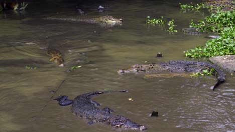 Saltwater-Crocodile-In-Swamp-Catching-Food-Being-Thrown