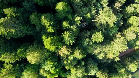 Drone-flies-over-the-treetops-of-a-lush-green-forest,-aerial-birds-eye-view