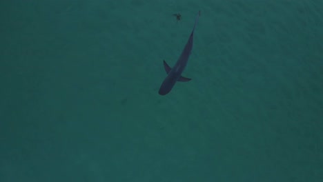 Cazadores-Silenciosos:-Vista-Aérea-Del-Tiburón-Ballenero-De-Bronce-Acechando-Cerca-Del-Promontorio-De-Longreef,-Costa-De-Sydney,-Australia