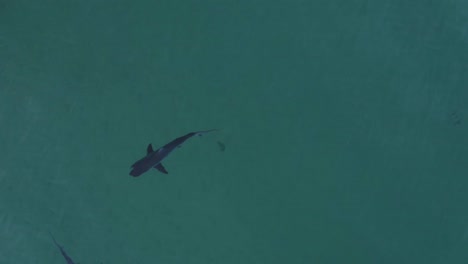 Long-Reef's-Shadowy-Visitors:-Aerial-Sightings-of-Bronze-Whaler-Sharks,-Sydney,-Australia