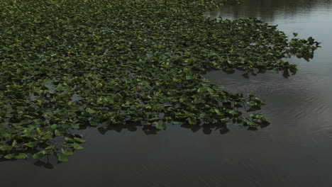 Aquatic-Plants-Growing-Over-Lake-Near-Lamar-In-Barton-County,-Missouri,-United-States