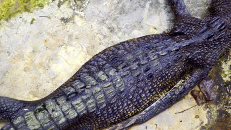 Raue-Haut-Eines-Salzwasserkrokodils-Auf-Wasserlosem-Boden-Auf-Der-Seepocken-Krokodilfarm-In-Indonesien