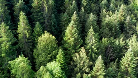 Fir-trees-of-a-green-dense-forest,-drone-aerial-top-view-drone