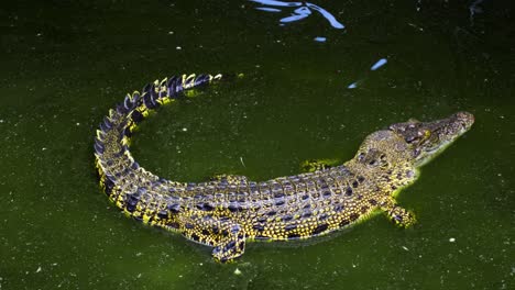 Buaya-Muara-Saltwater-Crocodiles---Barnacles-Crocodile-Farm-Near-Balikpapan,-Indonesia