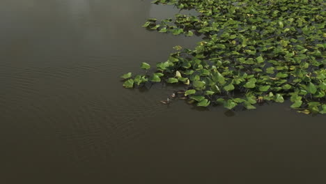 Patos-Nadando-En-El-Lago-Con-Vegetación-Flotante-Cerca-De-Lamar,-Condado-De-Barton,-Missouri,-Estados-Unidos