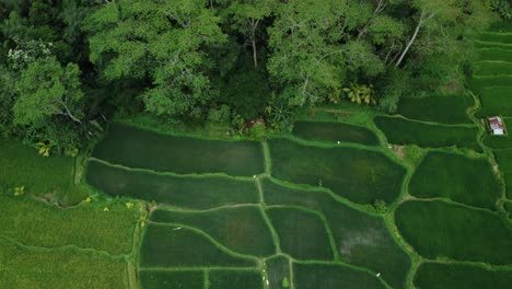Luftaufnahme-über-Die-Wunderschönen-Reisfelder-Im-Benawah-Kangin-Gebiet-Auf-Bali,-Indonesien,-Mit-Blick-Auf-Traditionelle-Landwirtschaft-Und-Bäume-Während-Einer-Aufregenden-Reise