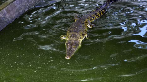 Saltwater-Crocodile-In-Brackish-Wetland-At-Barnacles-Crocodile-Farm-In-Indonesia