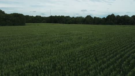 Cultivos-De-Maizales-En-Tierras-Agrícolas-Rurales-Cerca-De-Lamar-En-El-Condado-De-Barton,-Missouri,-Estados-Unidos