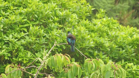 A-Tui-sitting-at-the-top-of-a-tree-in-the-rain