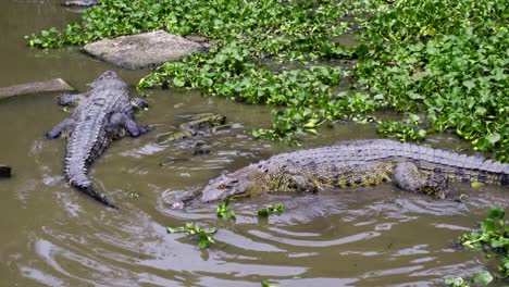 Ökotourismus-Mit-Krokodilarten-Auf-Der-Seepocken-Krokodilfarm-In-Teritip,-Ost-Balikpapan,-Indonesien