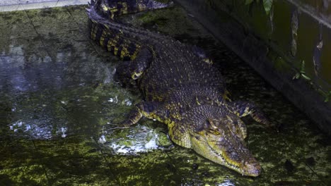 Saltwater-Crocodile-Resting-In-Pool-With-Mossy-Water