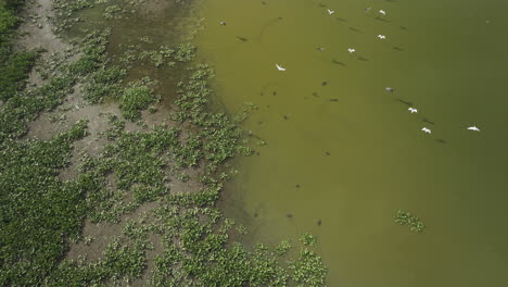 Wasservögel-Fliegen-über-Den-Hubler-Lake-Im-Vernon-County,-Missouri,-Vereinigte-Staaten