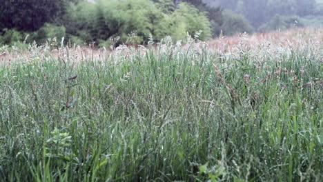 Raindrops-on-Meadow-Grass:-Nature's-Serenade-at-Dusk