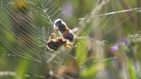 Close-up-shot-of-wild-spider-Catching-bee-in-net-and-turning-web-around-prey