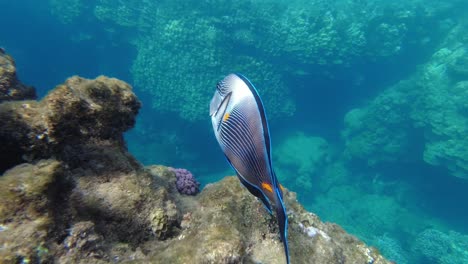 Blauer-Drückerfisch-Unter-Wasser-Aus-Nächster-Nähe-Beim-Schwimmen-Im-Korallenriff-Des-Roten-Meerwassers-In-Ägypten