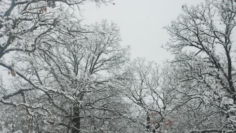 Looking-up-at-oak-trees-while-snow-is-falling-in-the-winter