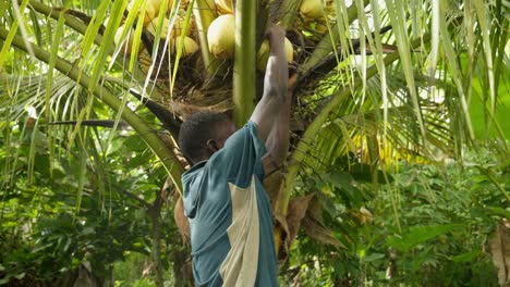 black-male-african-guy-harvesting-a-coconut-from-the-palm-tree-with-the-intention-to-drink-the-water-avoiding-dehydration-in-Africa-heat
