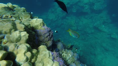 Unterwasseraufnahmen-Von-Korallenriffen-Im-Wasser-Des-Roten-Meeres
