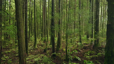 Grüner-üppiger-Wald