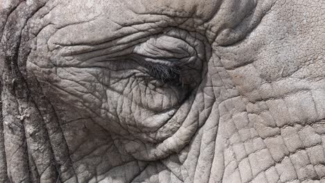 Close-up-shot-showing-sleepy-eye-of-elephant-during-sunny-day-outdoors---slow-motion