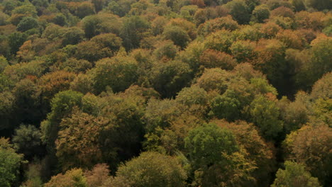 Rising-pan-down-aerial-shot-over-English-woodland-turning-autumn-colours