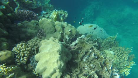 Unterwasser-Nahaufnahme-Eines-Korallenriffs-Im-Wasser-Des-Roten-Meeres-In-Ägypten
