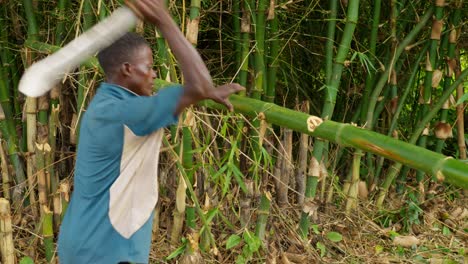 black-African-male-farmer-cutting-a-bamboo-stick-trunk-inside-the-rain-forest-in-africa-using-a-big-knife-called-machete