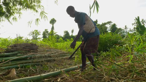 Joven-Agricultor-Negro-Usando-Un-Machete-De-Cuchillo-Grande-Para-Cortar-Troncos-De-Bambú-En-El-Bosque-De-Ghana